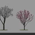 Flowering Arbor Trees With Pink White Red Blooms Detailed Views And Shadow Effects
