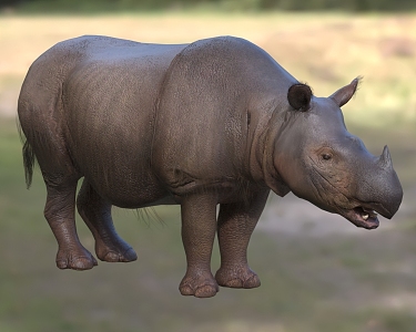 Sumatran rhinoceros Sumatran rhinoceros Asian rhinoceros rhinoceridae double horned rhinoceros 3d model