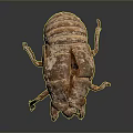 Detailed Brown Armored Beetle With Multi Legged Textured Exoskeleton Body Structure 3d model
