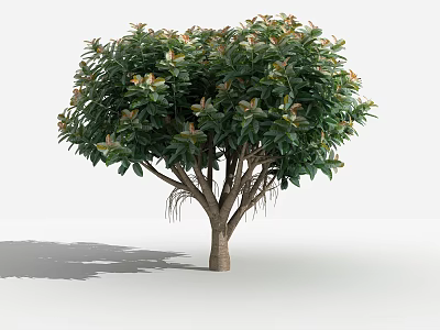 Lush Green Arbor with Dense Foliage and Branching Trunk Isolated on White Background 3d model