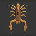 Orange Brown Reptile Scorpion Featuring Large Pincers Curved Tail on Dark Background