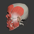 Human Head Muscular Anatomy Model With Detailed Facial Organs Eyes Nose Mouth