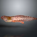 Detailed Patterned Fish With Brown Red Yellow Colors On Gray Background