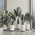 Various Bonsai Potted Plants in White Pots with Metal Bases for Minimalist Interiors
