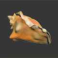 Orange and White Conch Shell with Wavy Edges on Black Background with Reflection