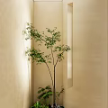 Indoor Landscape with Beige Walls Recessed Shelves Holding Black Teapots Green Plants and Small Tree