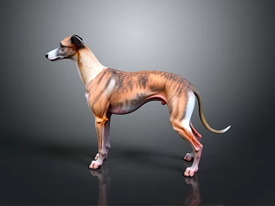 Brown And White Greyhound Dog In Standing Pose With Grey Background And Reflective Surface 3d model