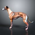 Brown And White Greyhound Dog In Standing Pose With Grey Background And Reflective Surface