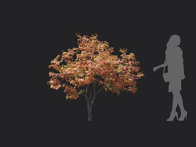 Autumn Deciduous Arbor With Orange Red Leaves And Female Silhouette 3d model