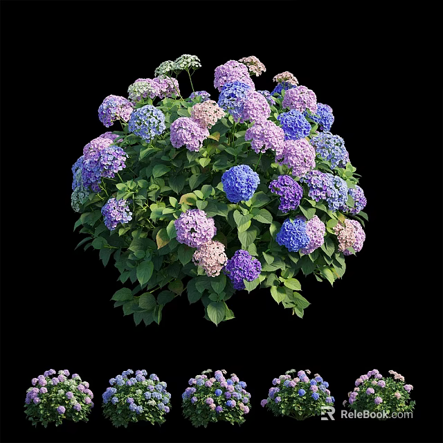 Blooming Hydrangeas In Purple Blue Lavender With Green Leaves On Black Background 3d model 