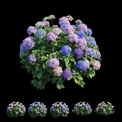 Blooming Hydrangeas In Purple Blue Lavender With Green Leaves On Black Background 3d model