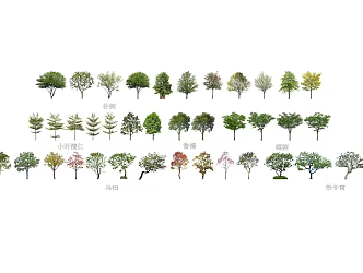 Commonly used arbour trees Sapium sebiferum lobulostum iron holly 3d model