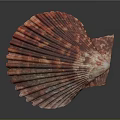 Scallop With Red And Pink Fan Shaped Shell Featuring Intricate Texture On Dark Background 3d model