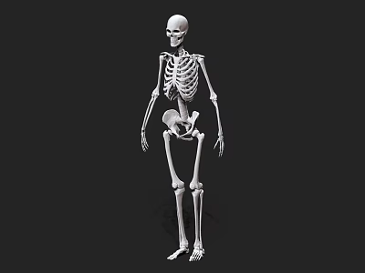 Full Body Human Skeleton Anatomical Model In White Color Isolated On Black Background 3d model