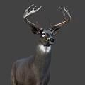 Detailed Realistic Deer With Large Antlers Standing On Gray Background