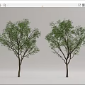 Modern Tree Landscape Tree 3d model