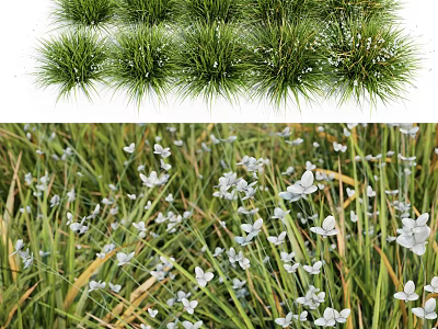 Beautiful Lush Green Grass With Delicate White Flowers In Natural Meadow Scene 3d model