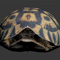Turtle With Vibrant Blue And Yellow Hexagonal Patterned Shell On Black Background