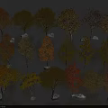 Array of Colorful Autumn Deciduous Trees with Yellow Orange Foliage and Stones