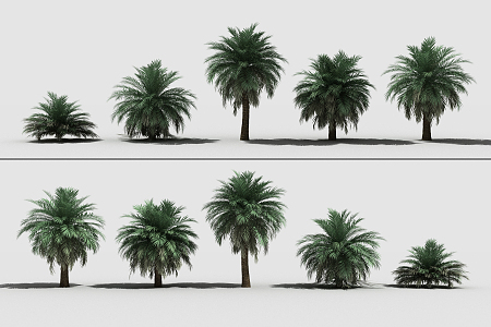 Modern Tree Palm Tree Tropical Tree 3d model