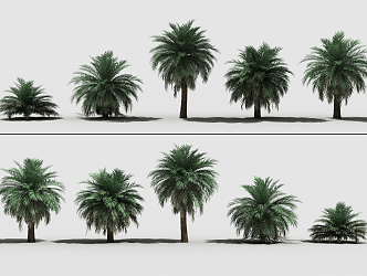 Modern Tree Palm Tree Tropical Tree 3d model