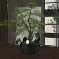 Indoor Bonsai Pine Plant with Silver Pot and Wooden Floor Decor