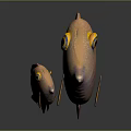 Orange Striped Fish With Large Eyes And Yellow Eye Rings Adult And Juvenile