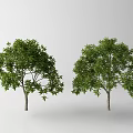 Two Green Arbor Trees With Lush Foliage And Slender Trunks Against White Background 3d model