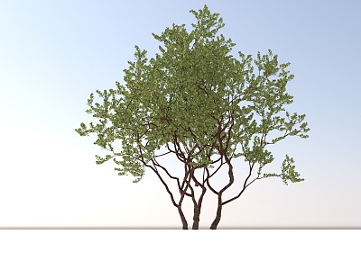 Landscape Trees and Shrubs model