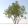 Landscape Trees and Shrubs 3d model