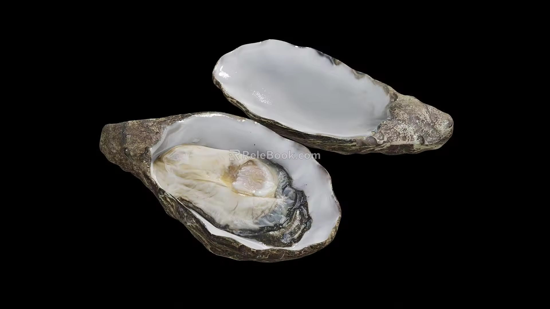 Shell 3d model