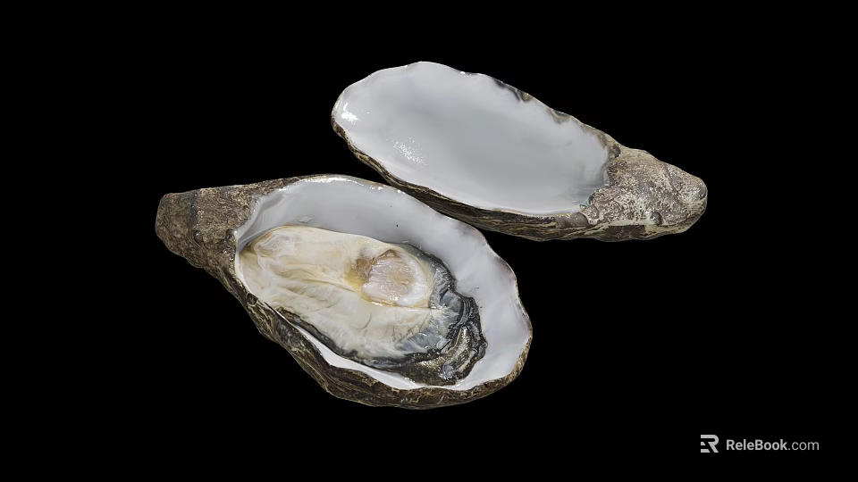 Two Fresh Opened Oysters with White Meat on Black Background 3d model 