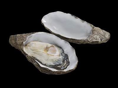 Two Fresh Opened Oysters with White Meat on Black Background 3d model