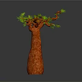 Baobab Tree With Thick Brown Trunk And Green Leafy Branches On Gray Background