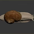 Pinkish Spotted Snail With Spiral Shell And Textured Body On Dark Reflective Surface
