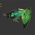 Vibrant Green And Blue Fish With Patterned Tail In Dark Background
