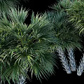 Multiple Tropical Palm Trees With Green Fronds And White Trunks In Landscape