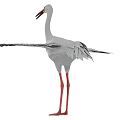 White Stork With White Feathers Red Beak Red Legs And Outstretched Wings