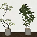 Two Bonsai Potted Plants In Grey Pots Against White Wall And Wooden Floor