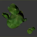 Green Lotus Leaves With Various Sizes And Vibrant Fresh Look On Gray Background