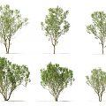 Arbor Varieties Featuring Different Green Foliage Shapes And Natural Trunks 3d model