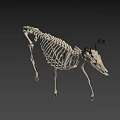 Deer Skeleton Display Showing Detailed Bone Structure And Natural Stance 3d model
