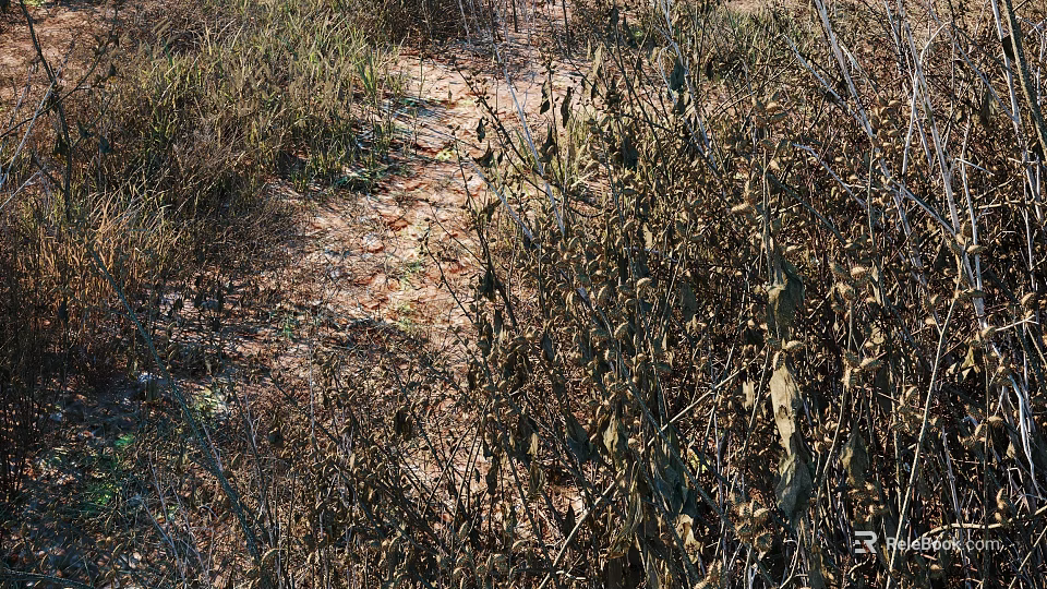Dried Wild Flowers And Withered Grasses Surrounding A Dirt Path In Natural Outdoor Area 3d model 