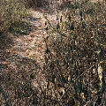 Dried Wild Flowers And Withered Grasses Surrounding A Dirt Path In Natural Outdoor Area