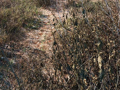 Dried Wild Flowers And Withered Grasses Surrounding A Dirt Path In Natural Outdoor Area 3d model