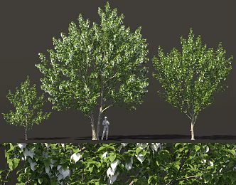 Davidia involucrata pigeon tree bird's eye view tree street tree cluster solitary tree planting pool green planting 3d model