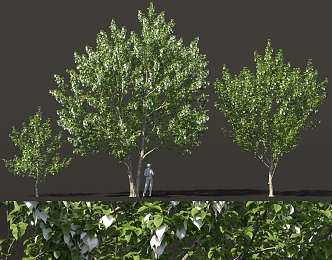 Davidia involucrata pigeon tree bird's eye view tree street tree cluster solitary tree planting pool green planting 3d model