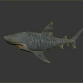 Realistic 3D Model of Gray White Patterned Shark With Open Mouth and Sharp Teeth