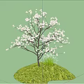 Graceful Arbor With White Blossoms And Dark Trunk On Lush Green Grass