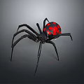 Detailed View Of Black Spider With Red Spots On Abdomen And Long Legs